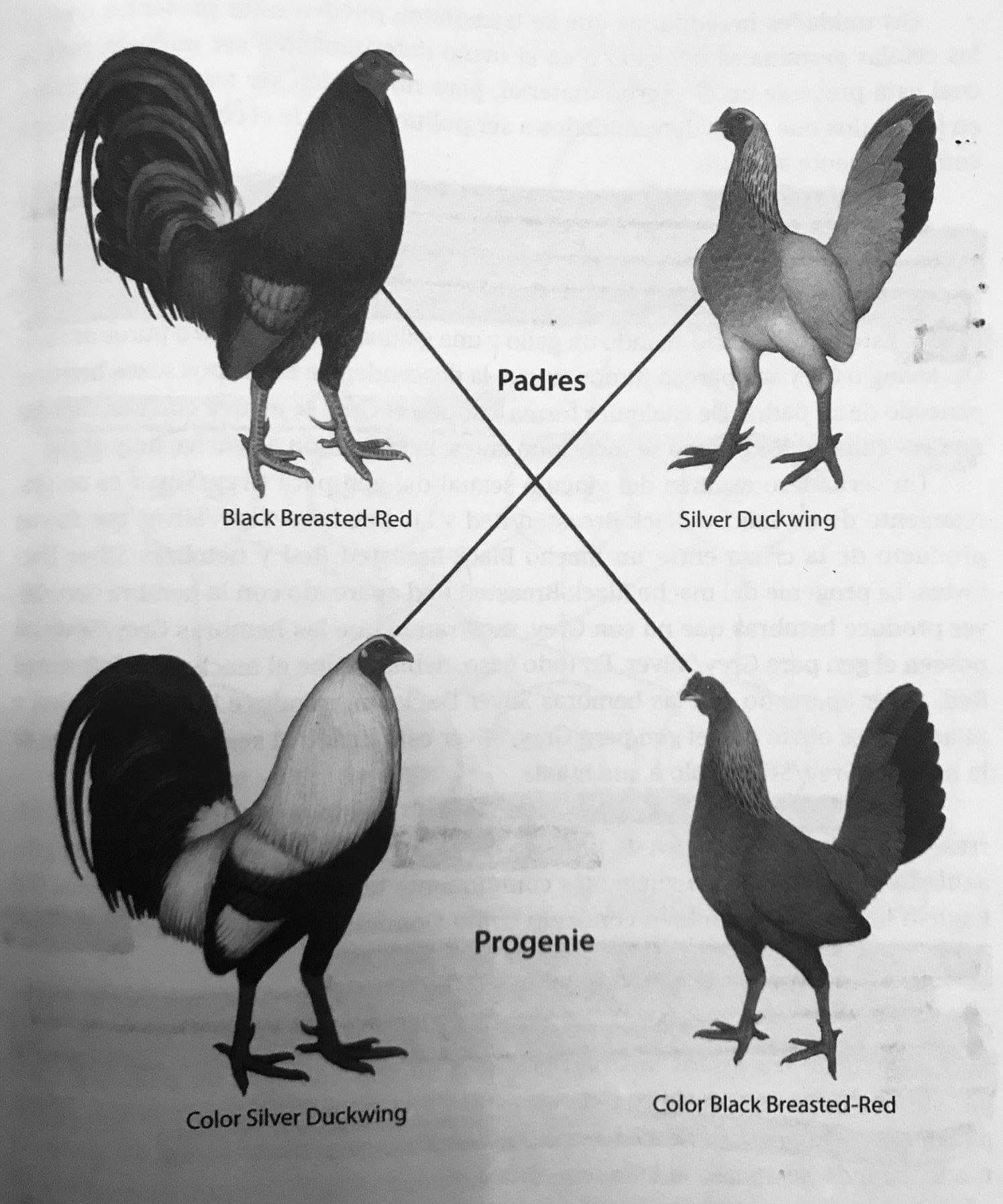 GALLOS: ENTRE EL OCASO Y EL AMANECER